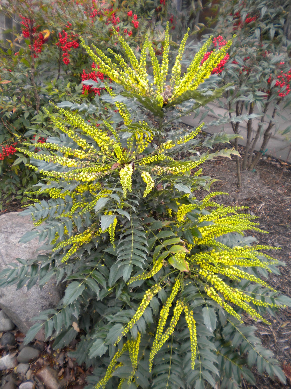 Winter's Sun mahonia in November