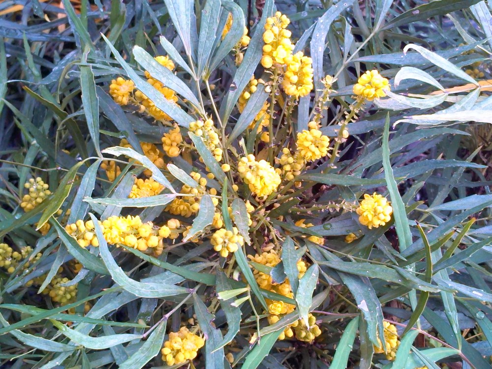 Soft Caress mahonia in October
