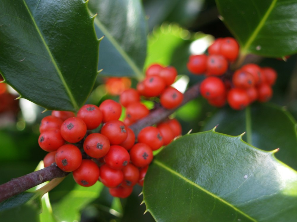 Berries on Koehneana holly in November