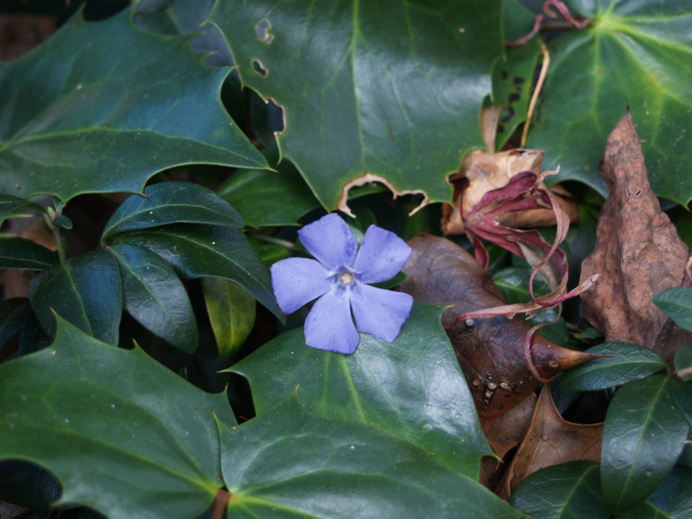 Periwinkle flowering in mid November