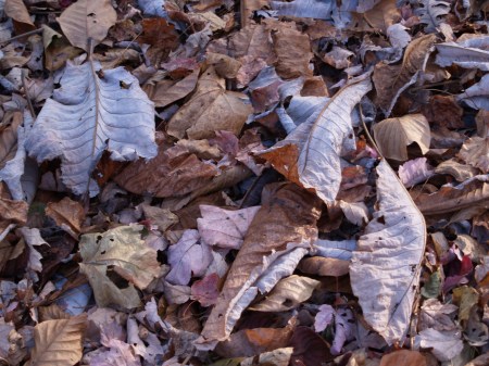 Magnolia leaves in November