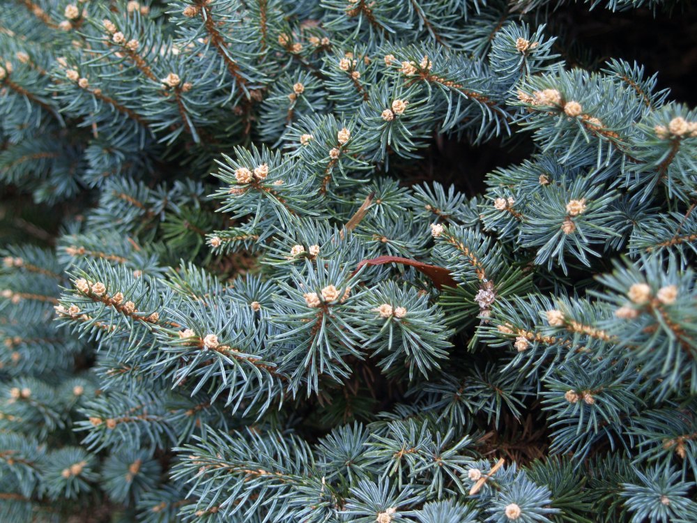 Globosa blue spruce