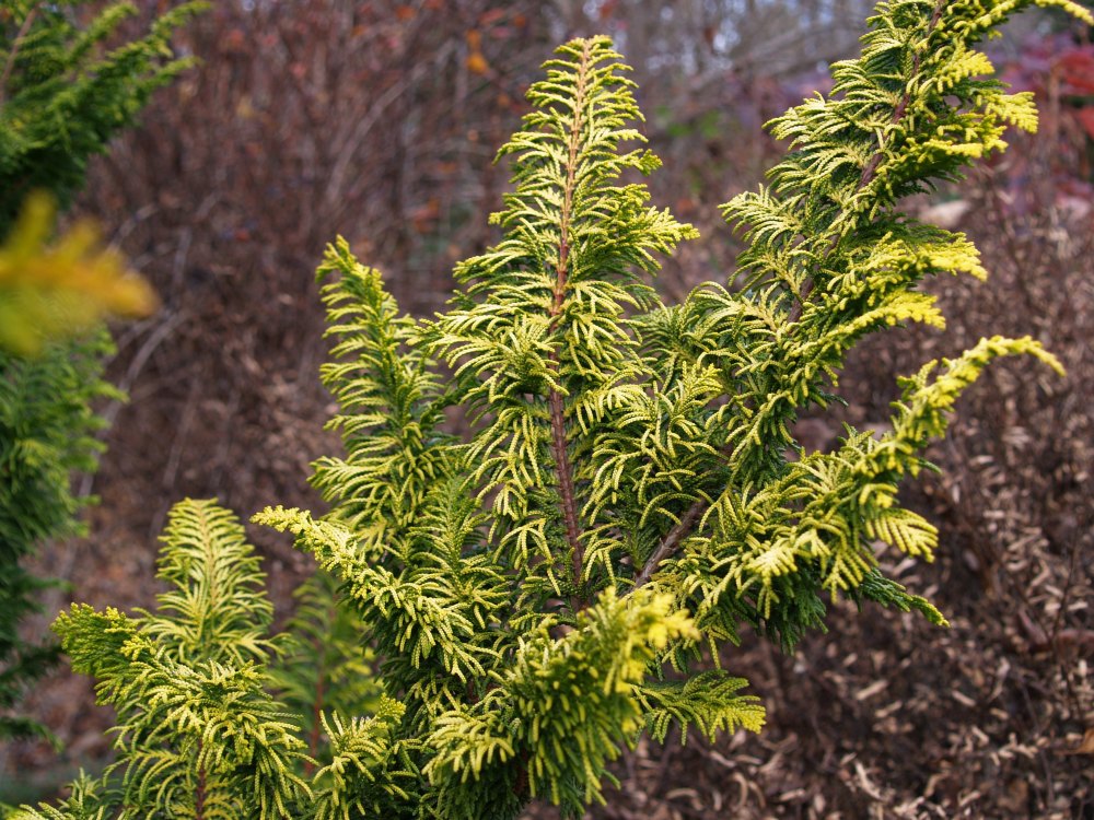Golden fernspray cypress in November