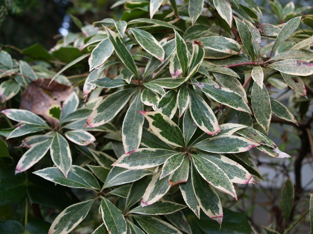 Flaming Silver pieris in November