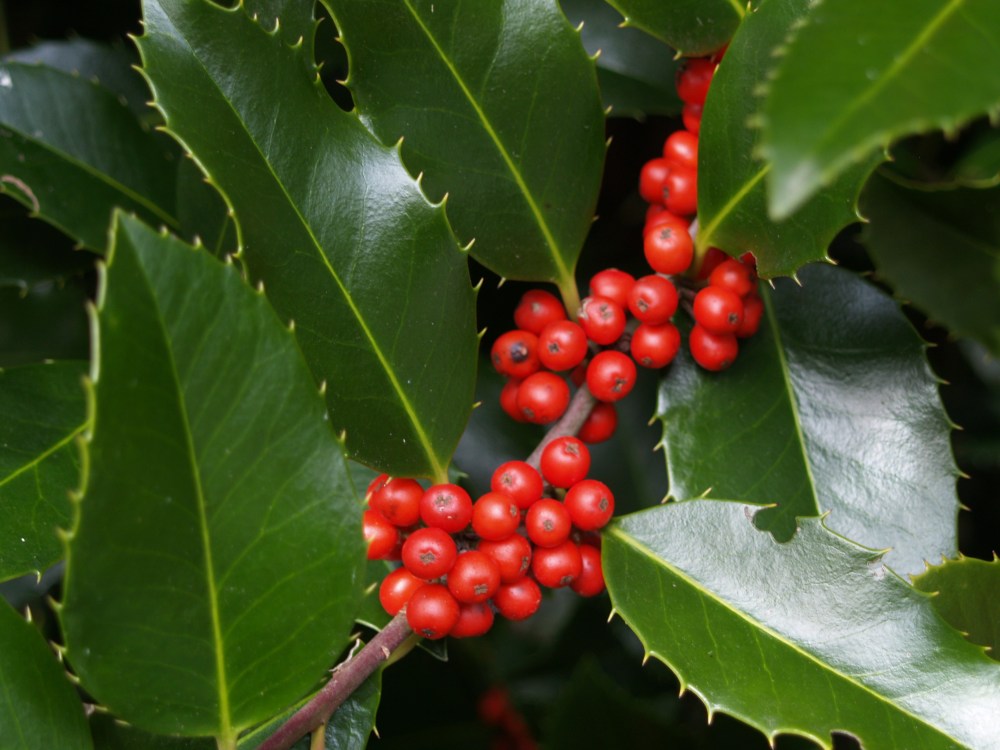 Berries on Koehneana holly