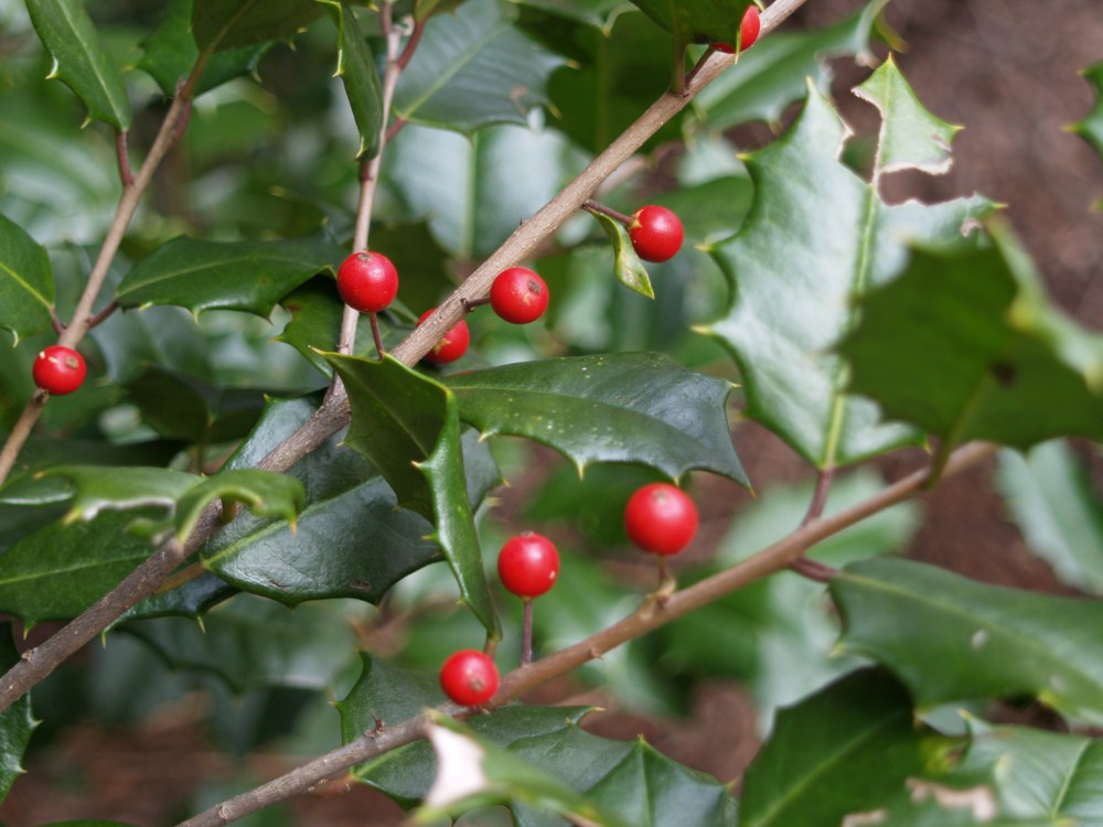American holly