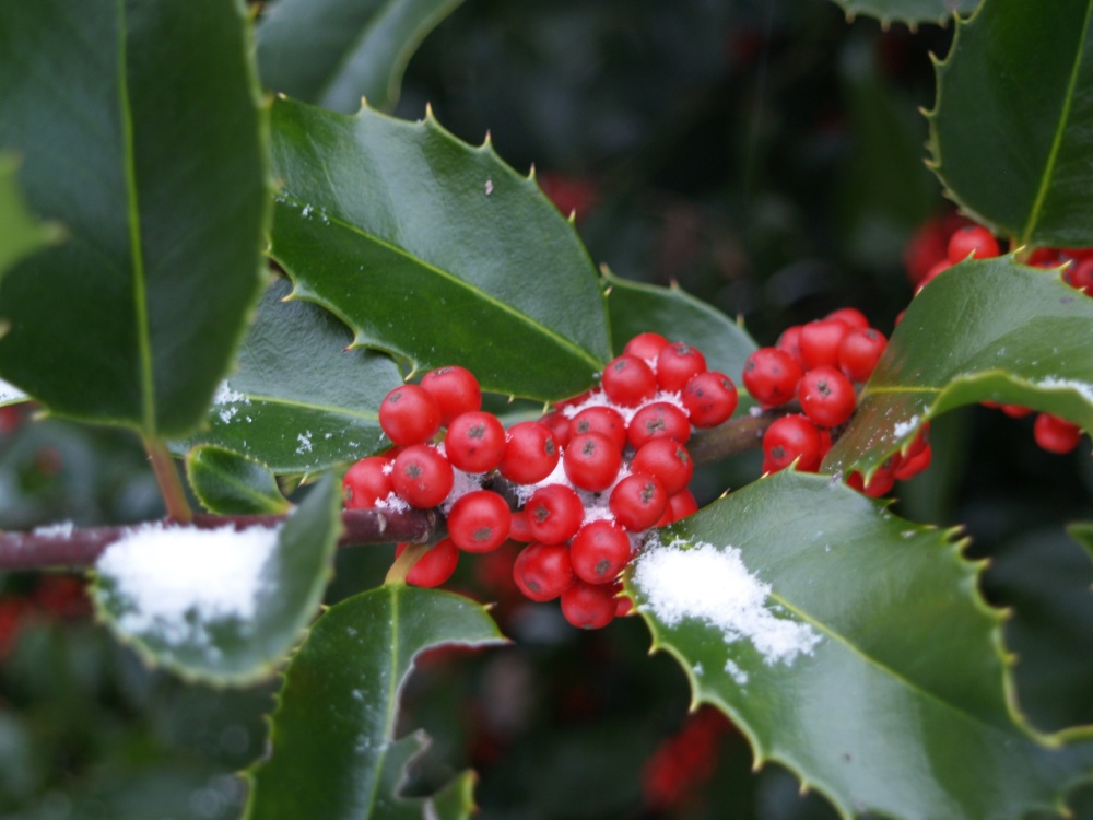 A dusting of snow on holly 