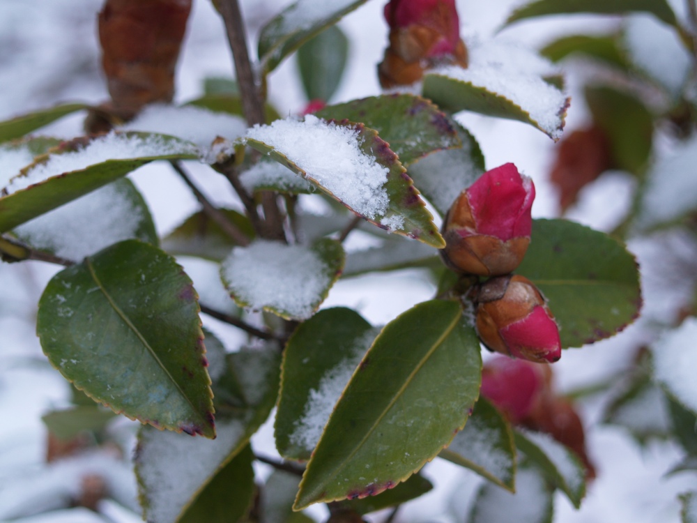 Snow on Winter's Joy camellia