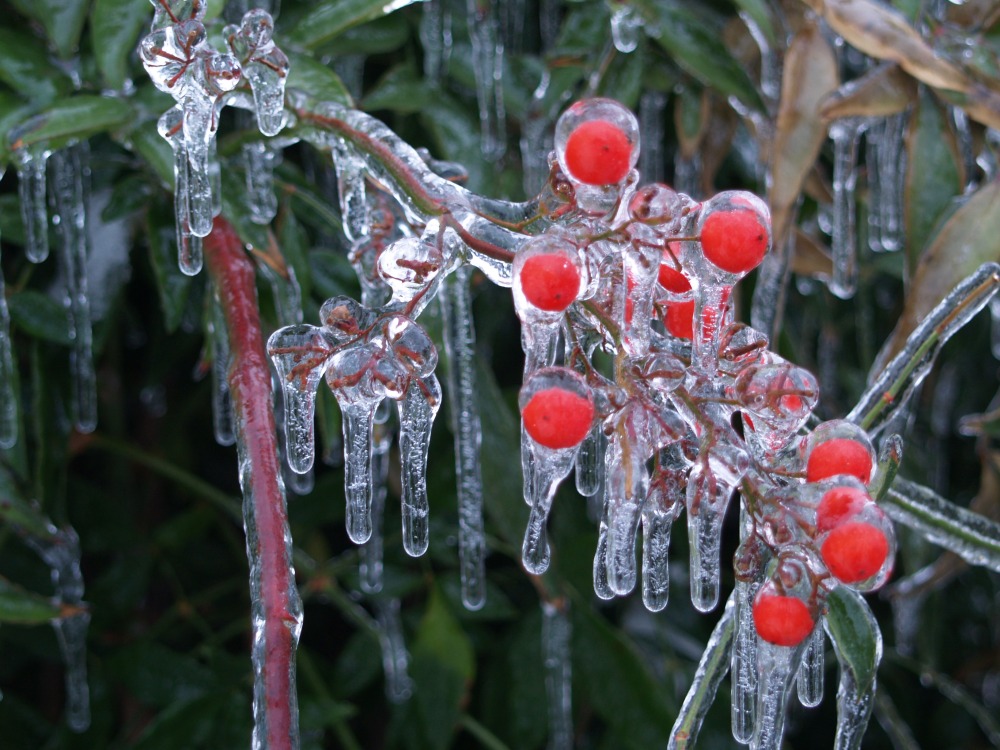 Nandina covered by ice