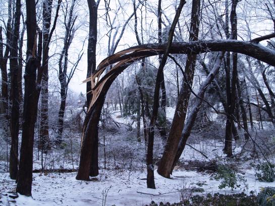 Red maple damaged by ice storm