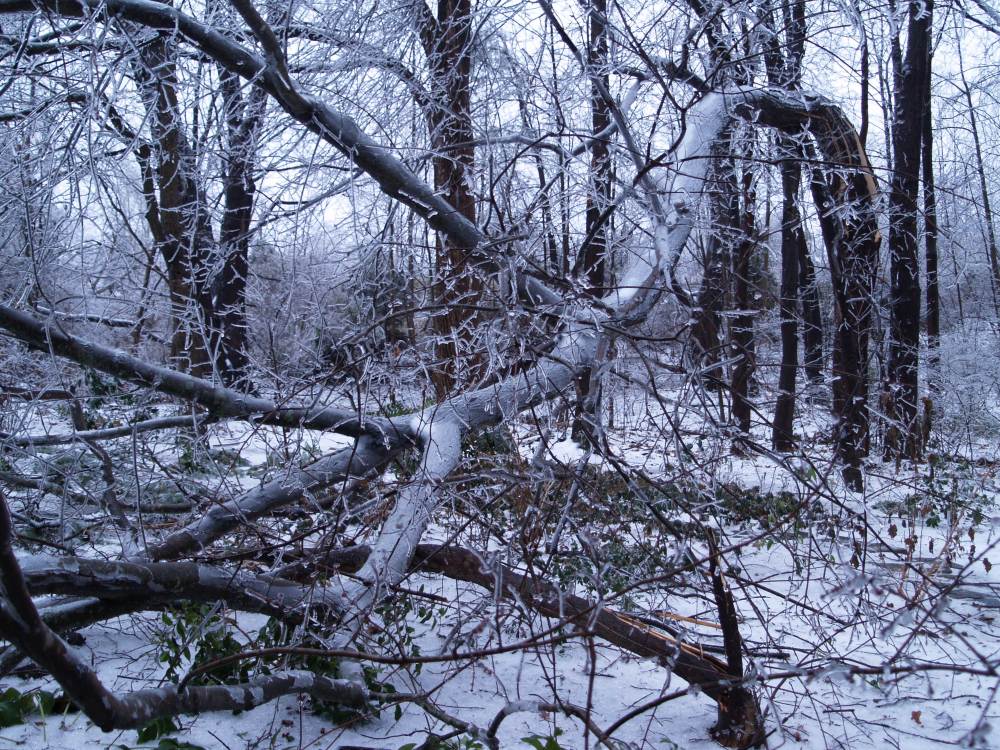 Maple damaged in ice storm