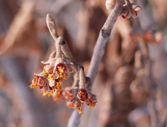 Vernal witch hazel flowers curled in the cold