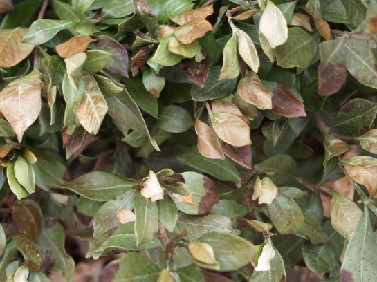 Brown leaves on a gardenia in February