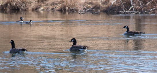Canadian geese in the pond