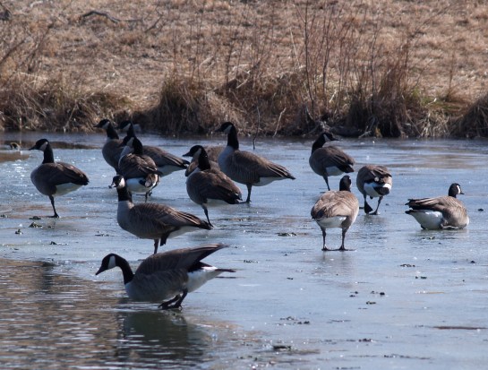 Canadian geese in the farm pond