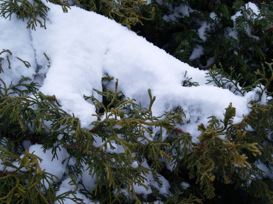 Snow covered Chamaecyparis obtusa 'Torulosa'