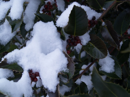 Snow covered Koehneana holly