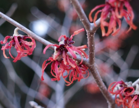 Diane witch hazel