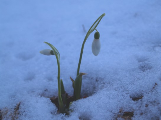 Snowdrops