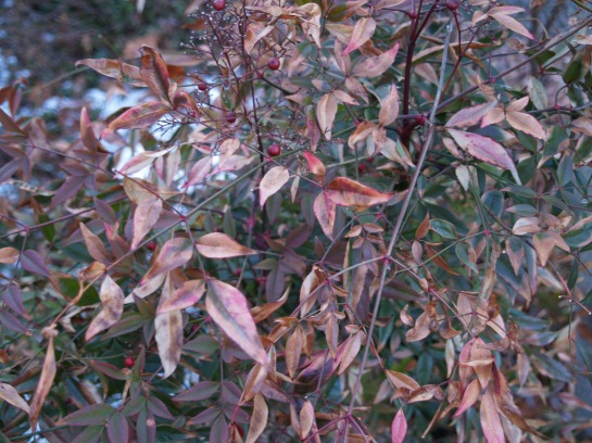 Brown foliage on nandina