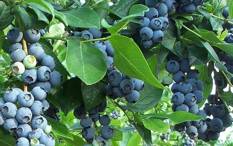 Blueberries on the bush
