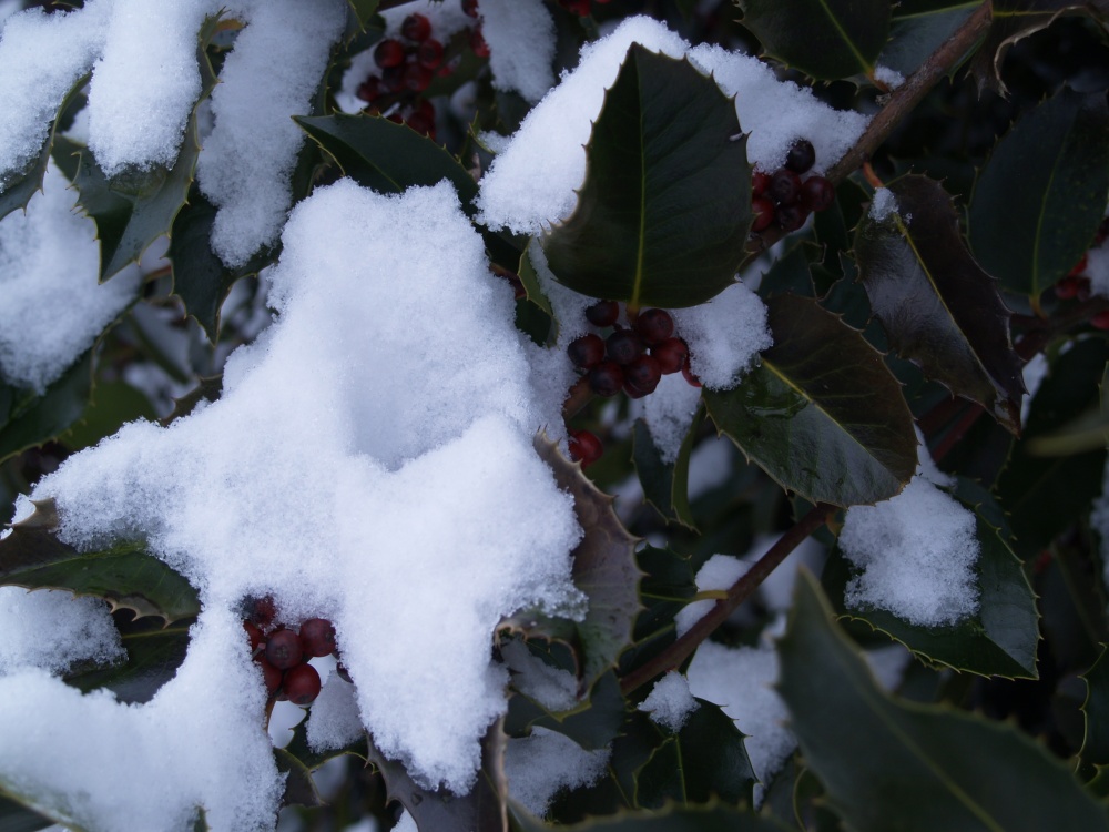 Snow covered holly