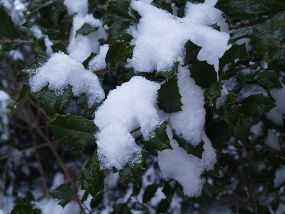 Snow covered American holly