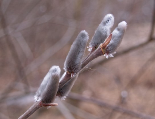 Pussy willow catkins in early March