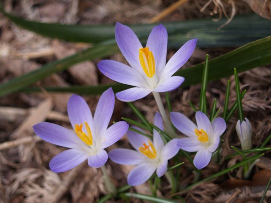 Crocus in mid March