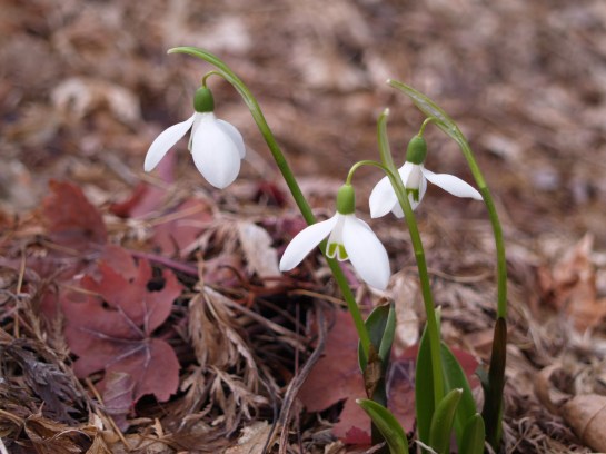 Snowdrops in mid March