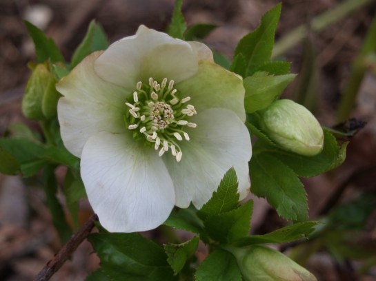 Hellebore in mid March