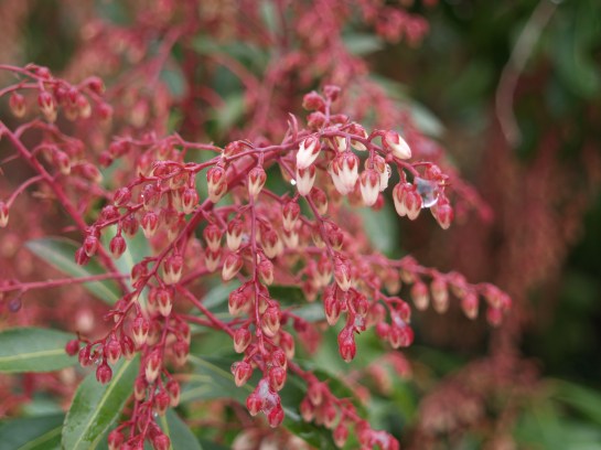 Pieris Scarlet O'Hara starting to flower in mid March