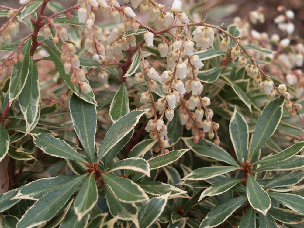 The variegated pieris 'Little Heath' is a compact grower and less susceptible to lacebugs that plague other pieris varieties.