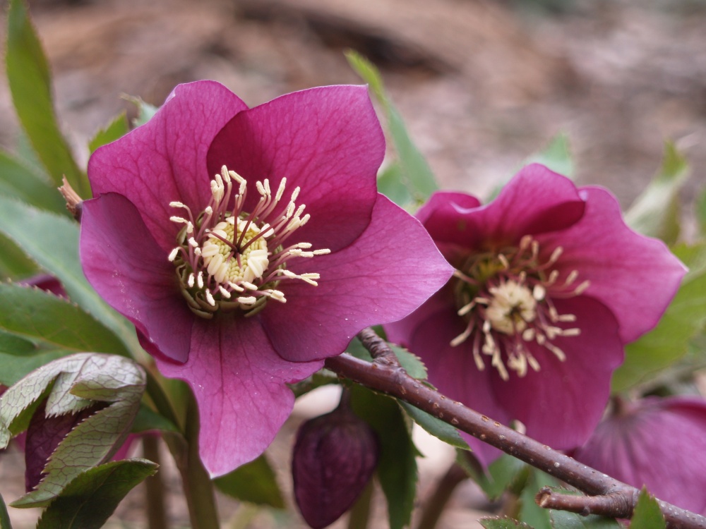 Hellebores in early April