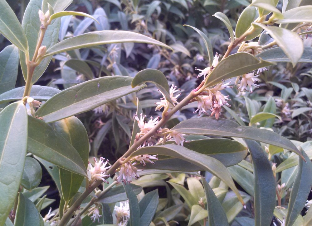 Sweetbox in mid March