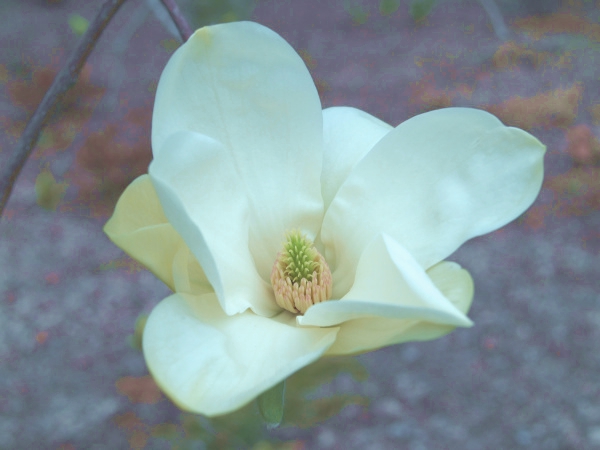 Elizabeth magnolia in mid April