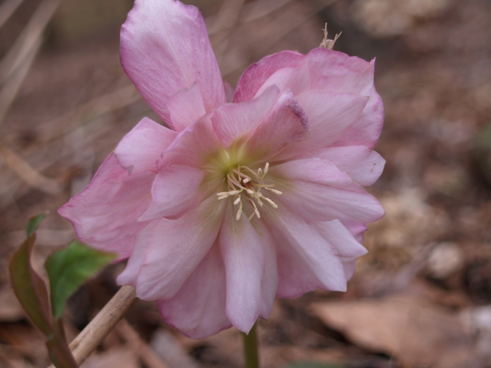 Cotton Candy double flowered hellebore