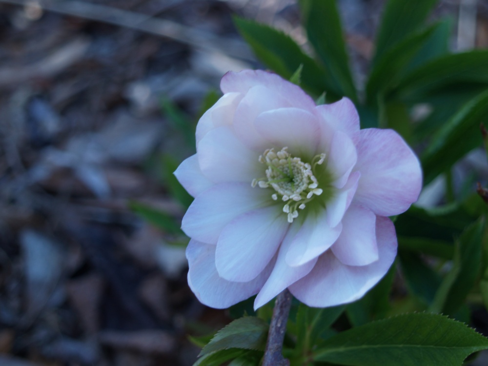 Hellebore in early April