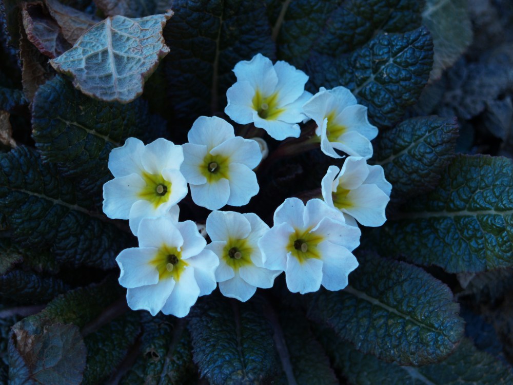 Primrose