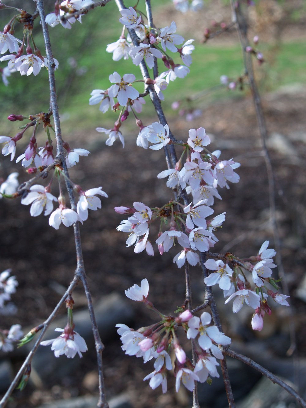 Weeping Higan cherry