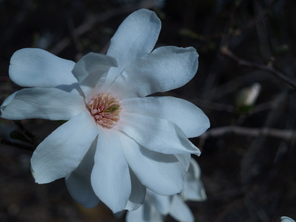 Dr. Merrill magnolia