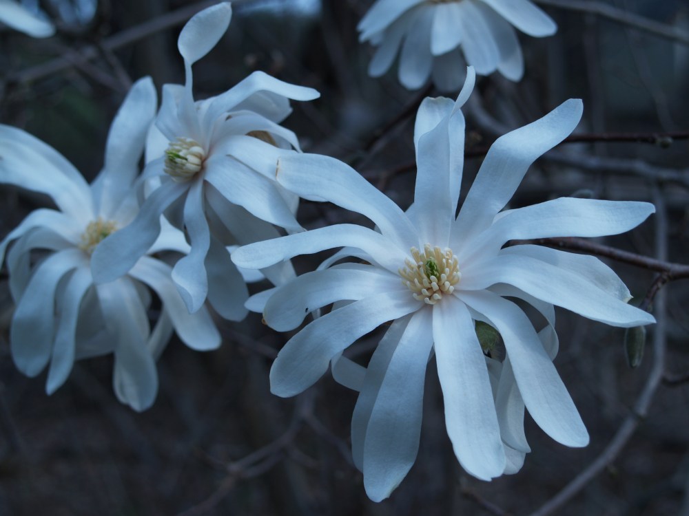 Royal Star magnolia flowering in March  