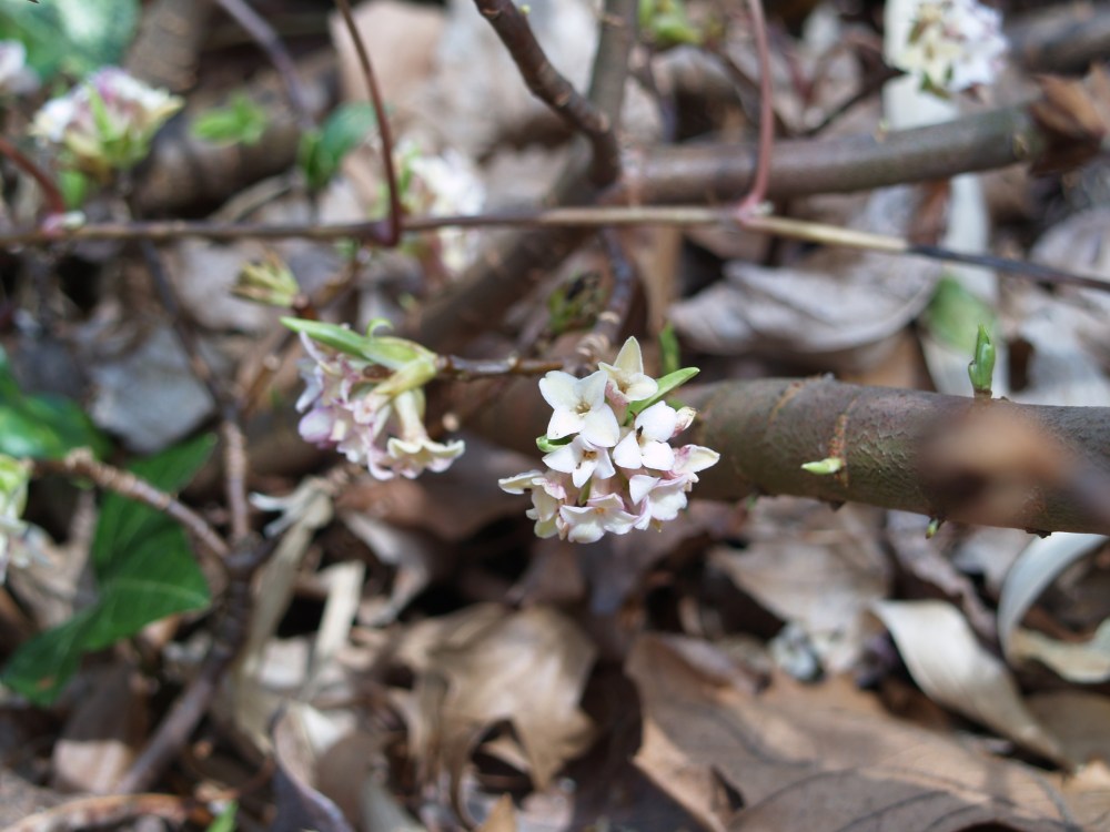 Flowers a the base of winter daphne