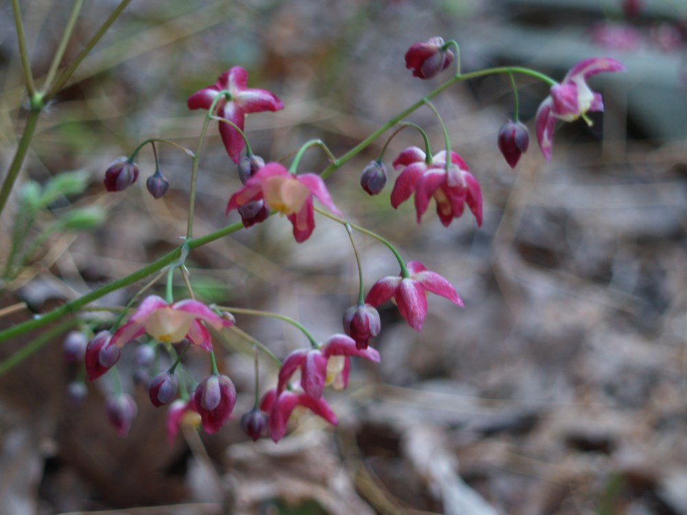 Epimedium in late April