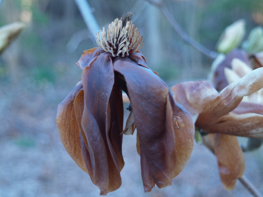 Flowers of Elizabeth quickly went limp and turned brown after flowering early, then being exposed to twenty degree temperatures.