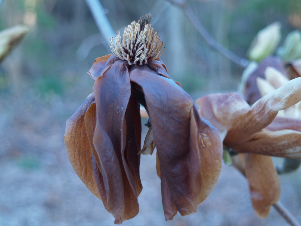 Flowers of Elizabeth magnolia after a freeze