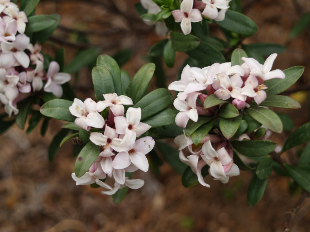 Eternal Fragrance daphne