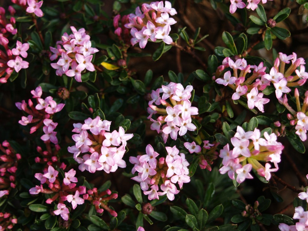 Rose daphne in mid April