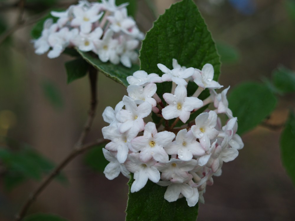 Korean Spice viburnum in mid April