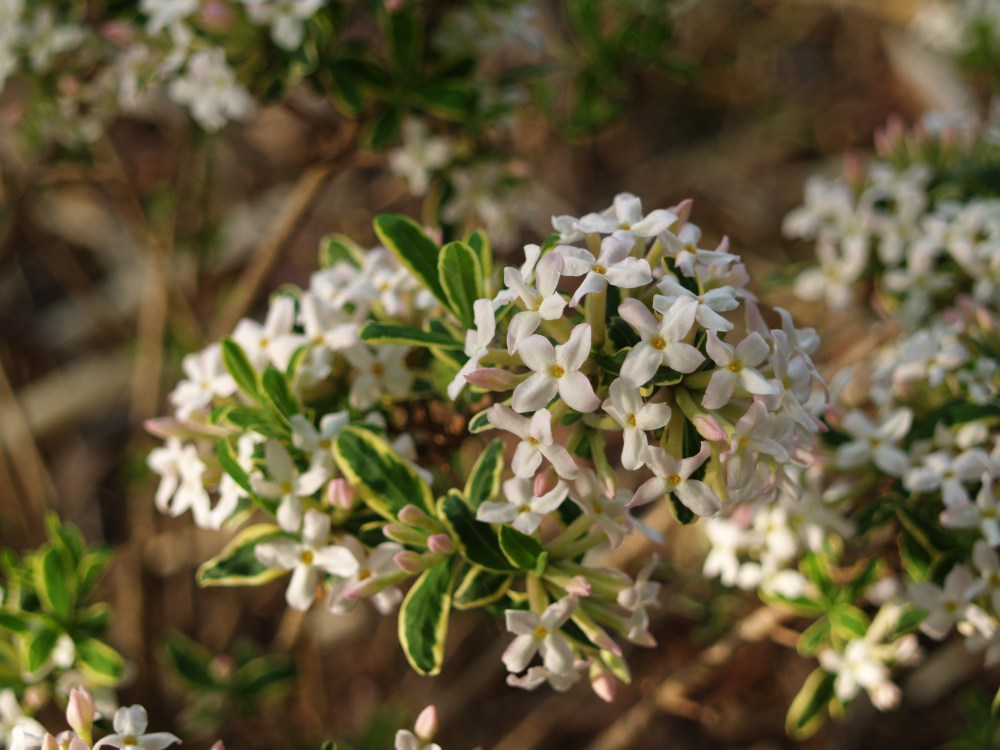 Carol Mackie daphne in mid April